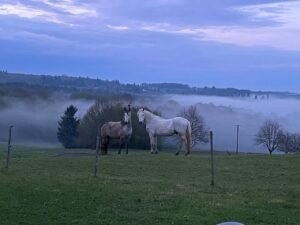 Lithothérapie pour les chevaux