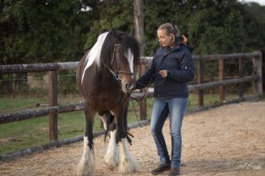 ostéopathie équine